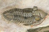 Zlichovaspis & Metacanthina Trilobites - Lghaft, Morocco #153903-7
